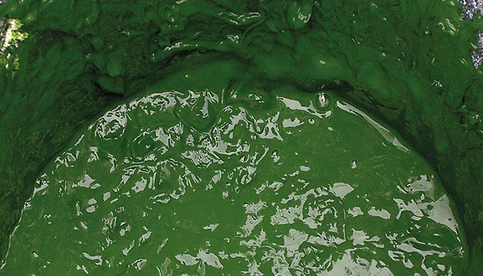 Algae Harvesting-2