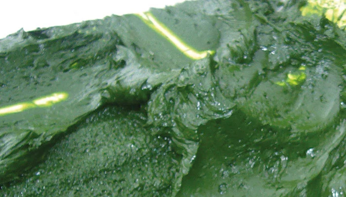 Algae Harvesting-4